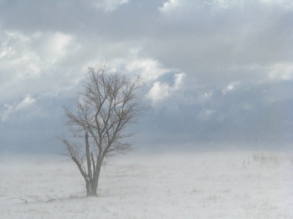 A tree with a firm foundation that doesn't bow over in the mighty winds