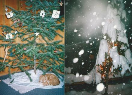 Christmas trees, one inside, one out.  