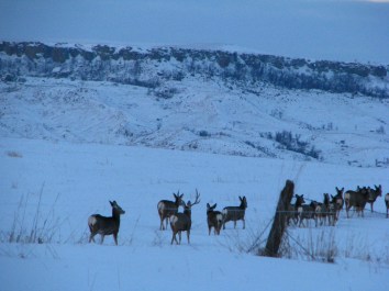 The only shooting is with a camera today